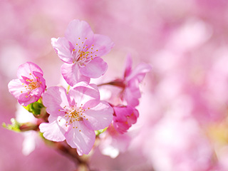 河津桜 河津桜