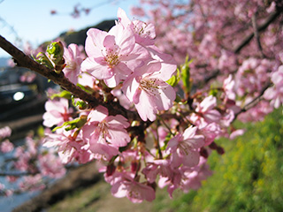河津桜が満開! 河津桜が満開!