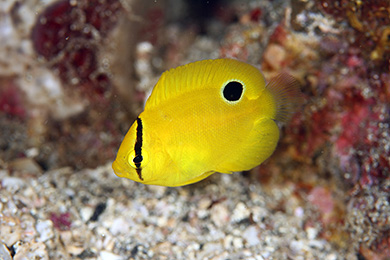 シテンヤッコの幼魚 シテンヤッコの幼魚