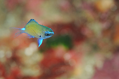 アマミスズメダイの幼魚 アマミスズメダイの幼魚
