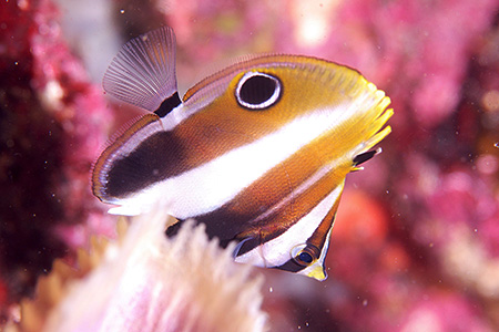 タキゲンロクダイの幼魚 タキゲンロクダイの幼魚