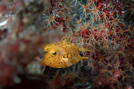 シマウミスズメの幼魚 シマウミスズメの幼魚
