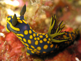 サガミリュウグウウミウシ サガミリュウグウウミウシ