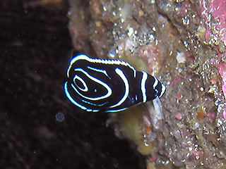 タテジマキンチャクダイの幼魚 タテジマキンチャクダイの幼魚