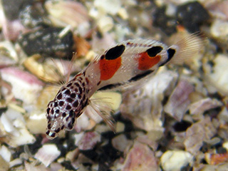 カンムリベラの幼魚