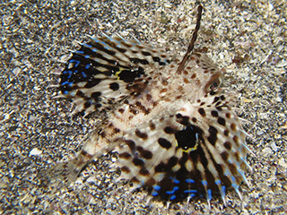 セミホウボウの幼魚 セミホウボウの幼魚