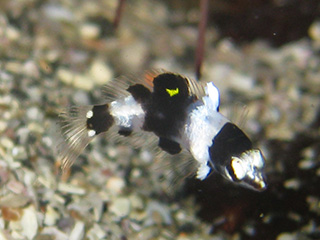 トカラベラの幼魚 トカラベラの幼魚