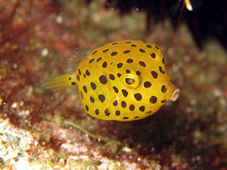 ミナミハコフグの幼魚 ミナミハコフグの幼魚
