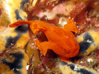 イロカエルアンコウ イロカエルアンコウ