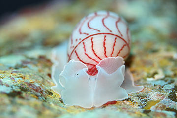 ベニシボリ ベニシボリ