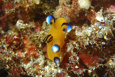 ウデフリツノザヤウミウシ ウデフリツノザヤウミウシ