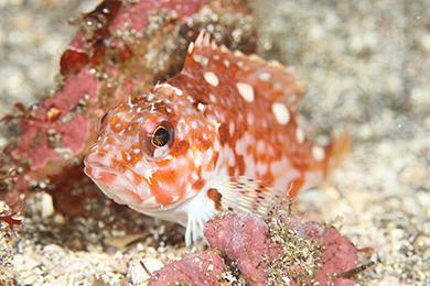 アヤメカサゴ幼魚 アヤメカサゴ幼魚