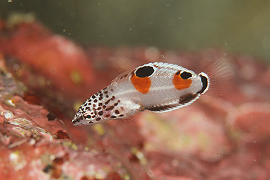 カンムリベラの幼魚 カンムリベラの幼魚