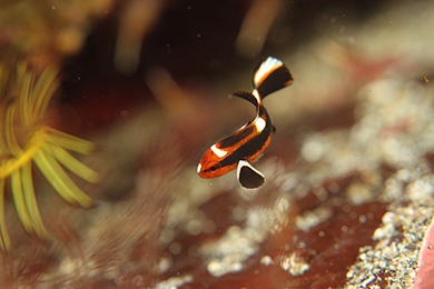 ヒレグロコショウダイの幼魚 ヒレグロコショウダイの幼魚