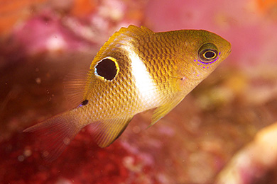 ハクセンスズメダイ幼魚 ハクセンスズメダイ幼魚