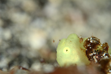 イロカエルアンコウの幼魚 イロカエルアンコウの幼魚
