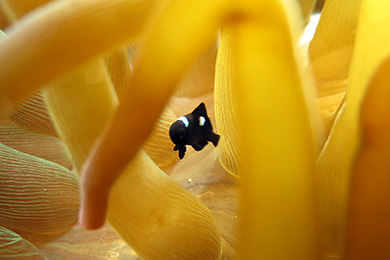 ミツボシクロスズメダイの幼魚 ミツボシクロスズメダイの幼魚