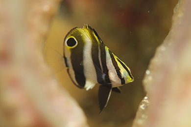 タキゲンロクダイの幼魚 タキゲンロクダイの幼魚