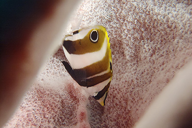タキゲンロクダイの幼魚 タキゲンロクダイの幼魚