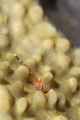 ヒメギンポの幼魚 ヒメギンポの幼魚