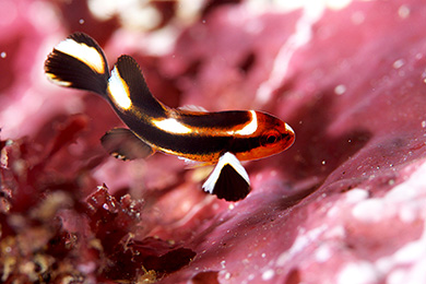 ヒレグロコショウダイの幼魚 ヒレグロコショウダイの幼魚