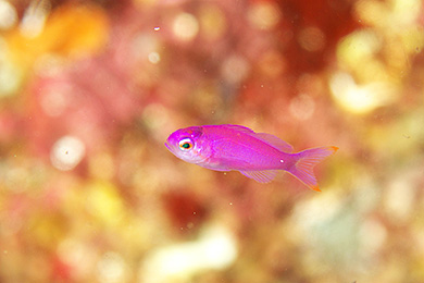 ハナゴイの幼魚 ハナゴイの幼魚
