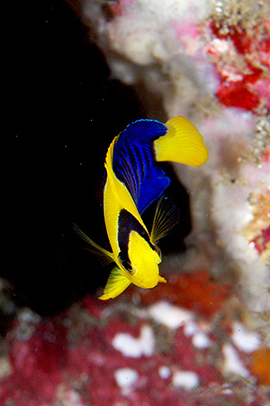 ソメワケヤッコの幼魚 ソメワケヤッコの幼魚