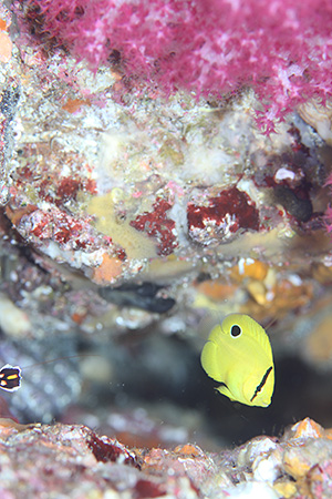 シテンヤッコの幼魚 シテンヤッコの幼魚