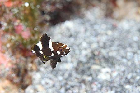 シロブチハタの幼魚 シロブチハタの幼魚
