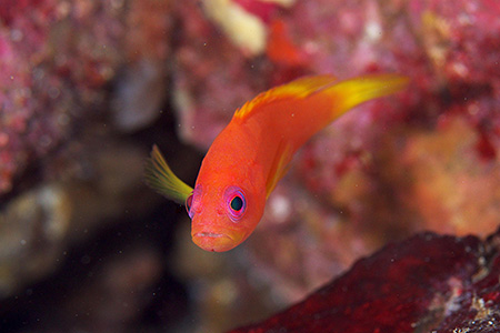 ユカタハタの幼魚 ユカタハタの幼魚