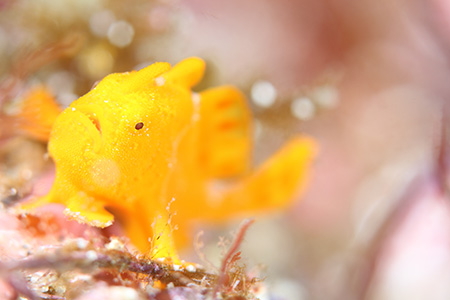 イロカエルアンコウ イロカエルアンコウ
