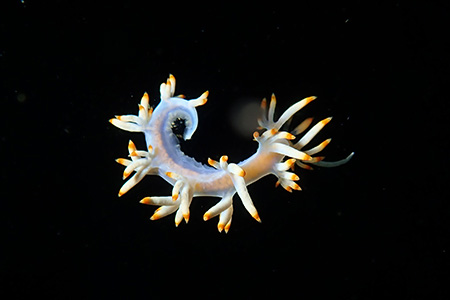 サキシマミノウミウシ サキシマミノウミウシ