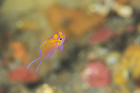 ハナゴンベ幼魚 ハナゴンベ幼魚