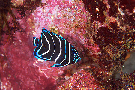 サザナミヤッコ幼魚 サザナミヤッコ幼魚