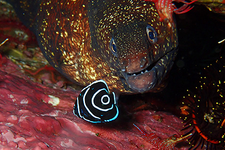 タテジマキンチャクダイ幼魚 タテジマキンチャクダイ幼魚