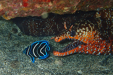 サザナミヤッコ幼魚 サザナミヤッコ幼魚
