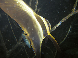 ツバメウオの幼魚