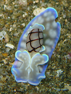 コンシボリガイ コンシボリガイ