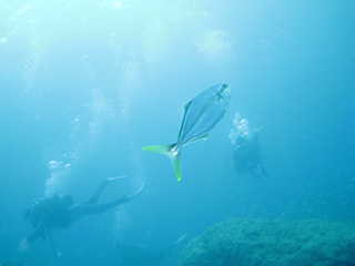 回遊魚たちのハンティング! 回遊魚たちのハンティング!