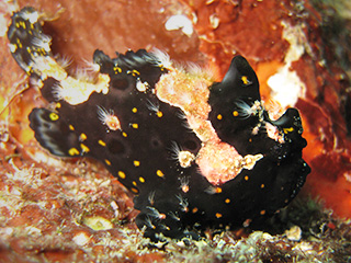 クマドリカエルアンコウ クマドリカエルアンコウ