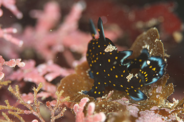 クマドリカエルアンコウ クマドリカエルアンコウ