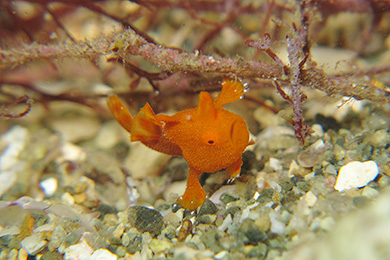 イロカエルアンコウの幼魚 イロカエルアンコウの幼魚
