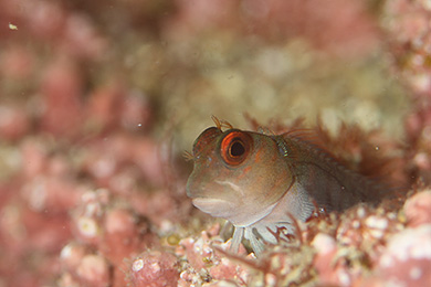 タテガミカエルウオ タテガミカエルウオ
