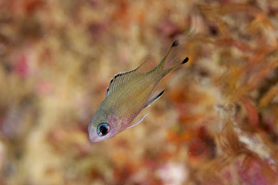 ササスズメダイの幼魚 ササスズメダイの幼魚