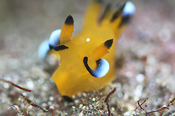ウデフリツノザヤウミウシ ウデフリツノザヤウミウシ