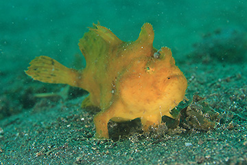 カエルアンコウ カエルアンコウ