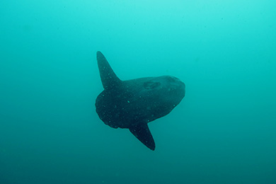 マンボウ マンボウ