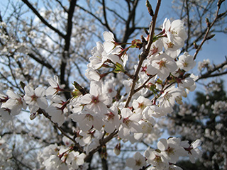 伊東桜 伊東桜