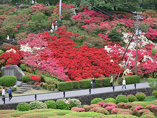 小室山公園のつつじ 小室山公園のつつじ