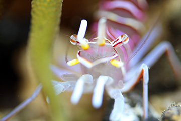 �Х륹���Х�⥨��
